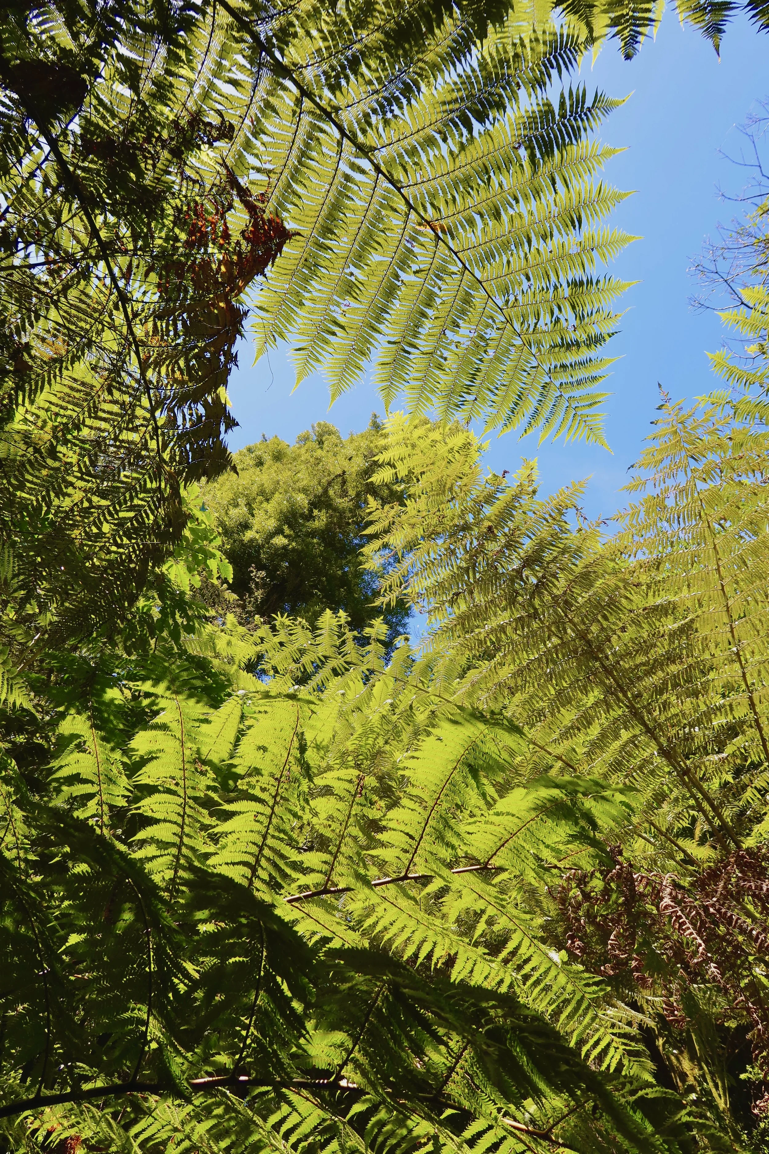 View of green fern leaves from below, looking up at a bright blue sky.
