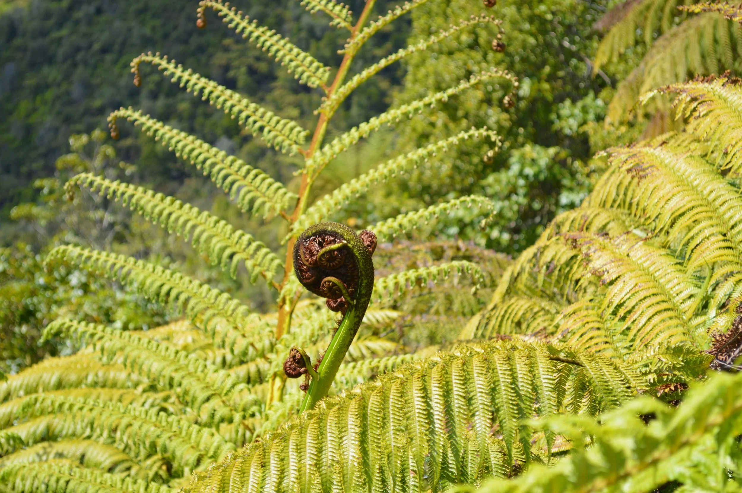 Close-up of a young fern frond curling in a spiral amid green fern leaves in a forest.