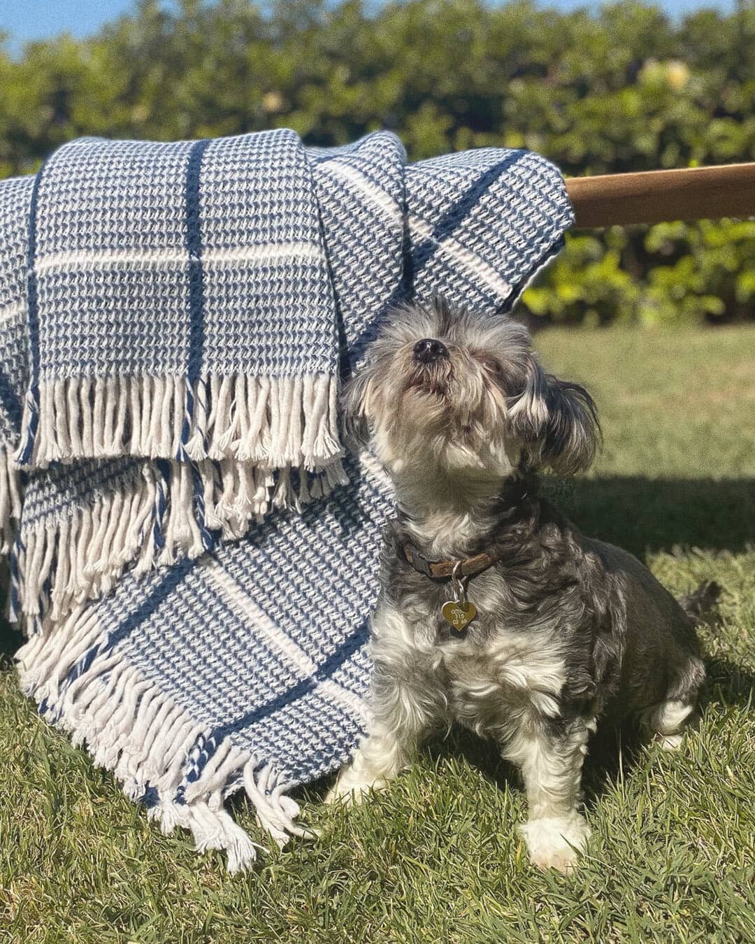 Chin down, mouth closed, ears relaxed, now put your chin up = That&rsquo;s your model face.
.
.
.
.
.
.
.
.
.
.
.
.
.
.
.
.
.
.
#hometextile #blanket #waffleblanket #homedecor #interiordesign #navyblanket #blueblanket #blanketseason #modeldog #modelf