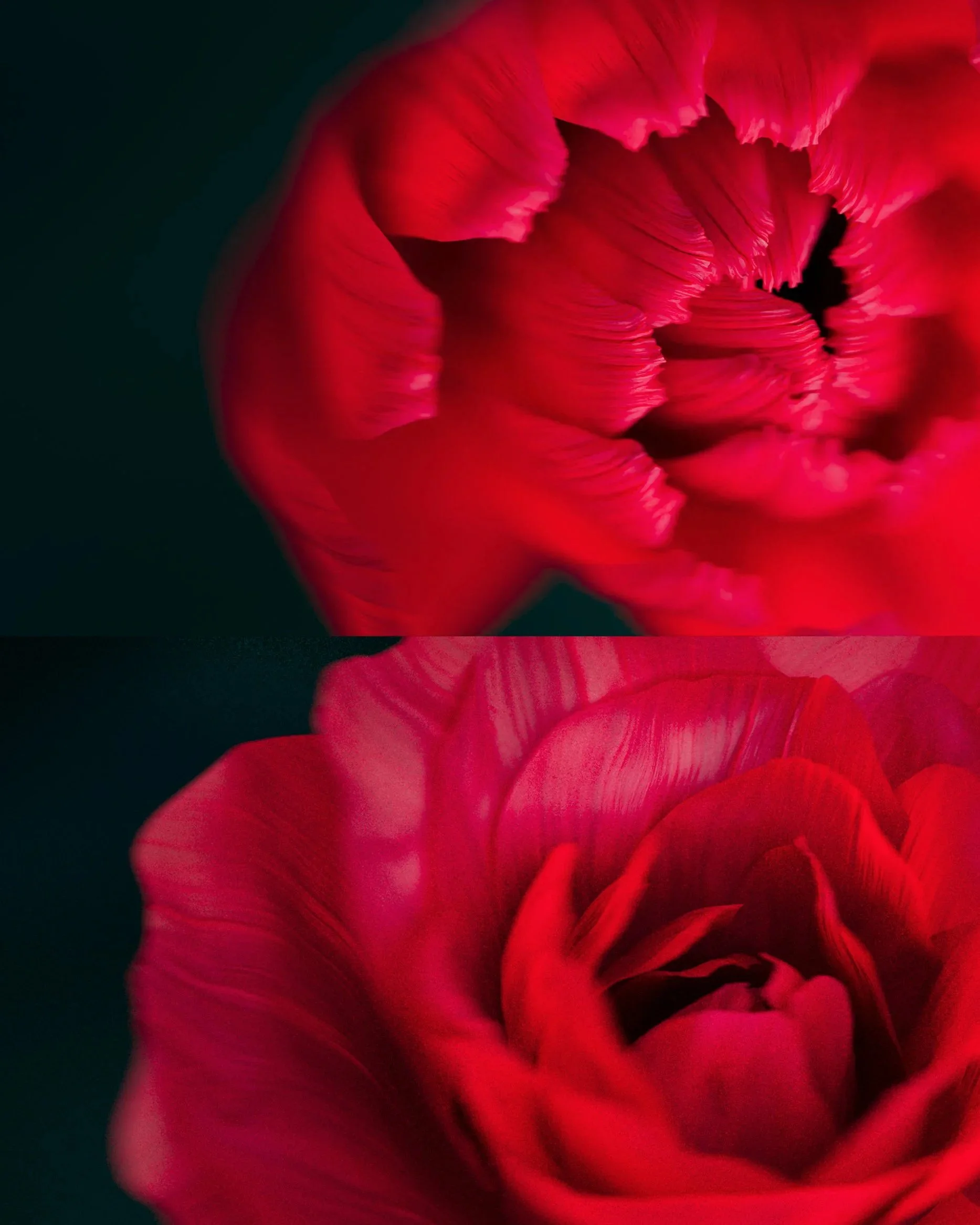 A collage of four different flowers. Top left: a close-up of a pink or red peony with ruffled petals. Top right: a red rose in full bloom. Bottom left: a red rose with detailed petals and green leaves. Bottom right: a pink hibiscus flower with a long