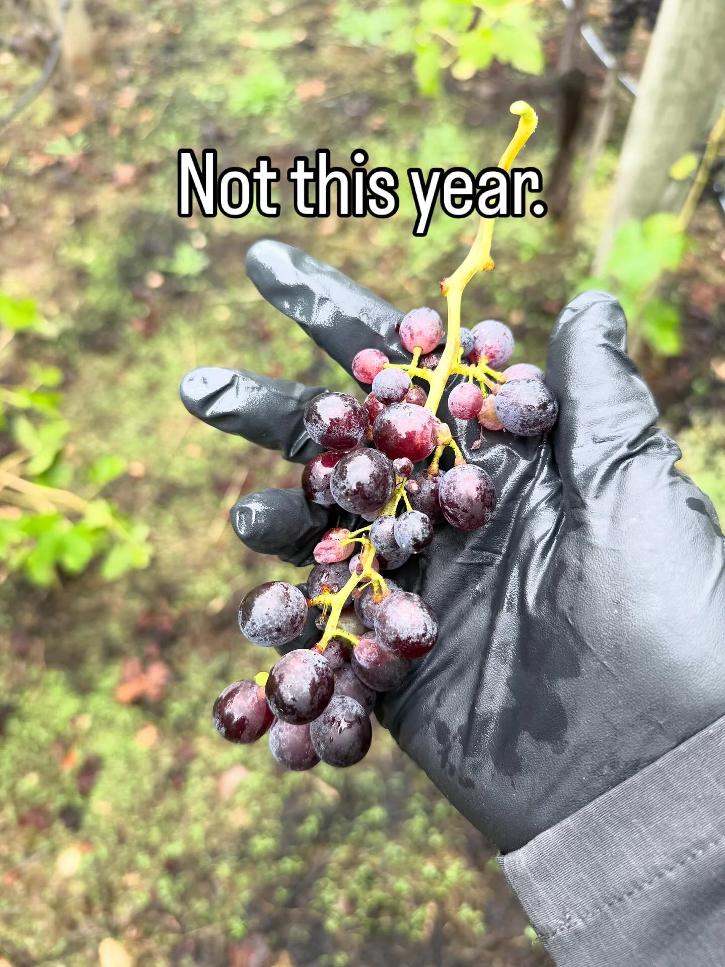 No harvest for Mews in 2025. It was a cool year, just a few heat spikes. Everyone was saying how epic it was&hellip; until it wasn&rsquo;t. The late season low temps followed by early rain meant we couldn&rsquo;t get brix over 20/21. We typically har