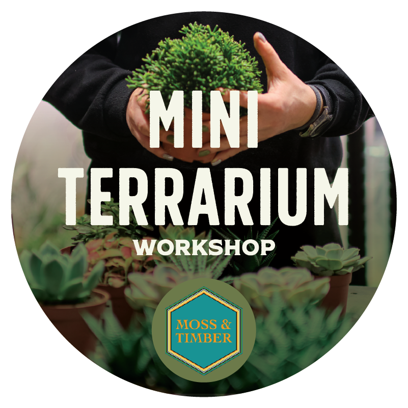 Mini Terrarium Workshop
