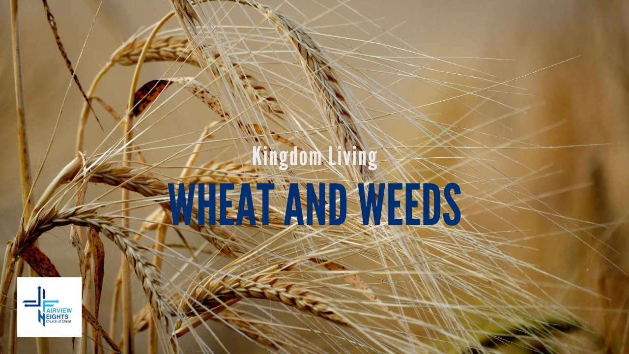 Wheat and Weeds