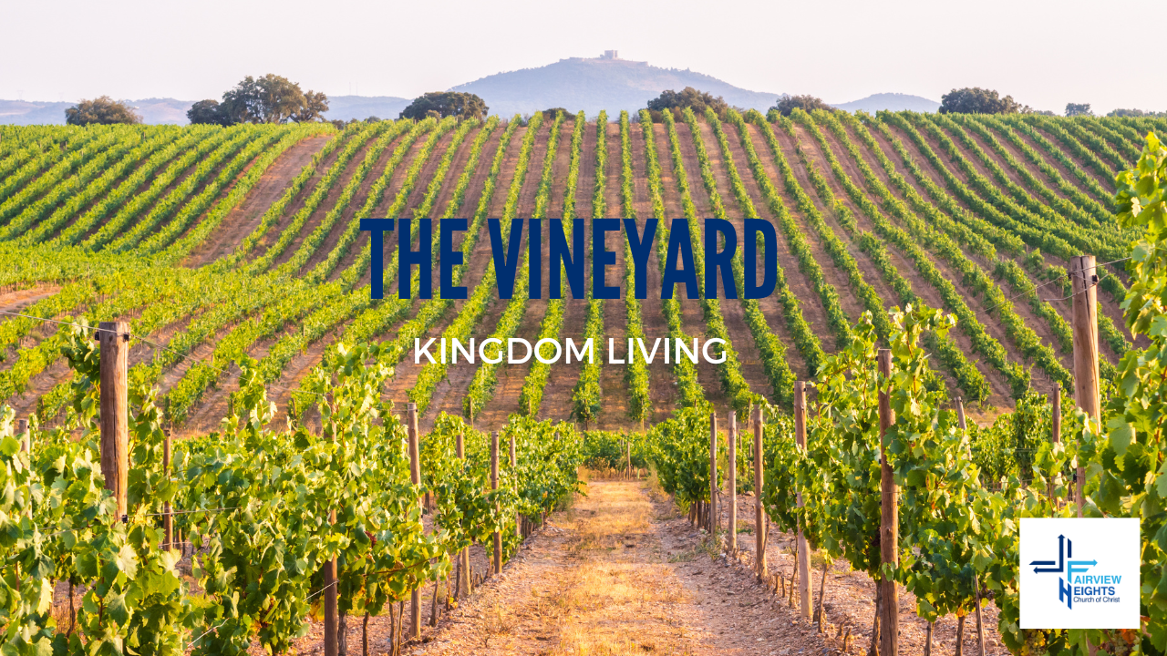 The Vineyard