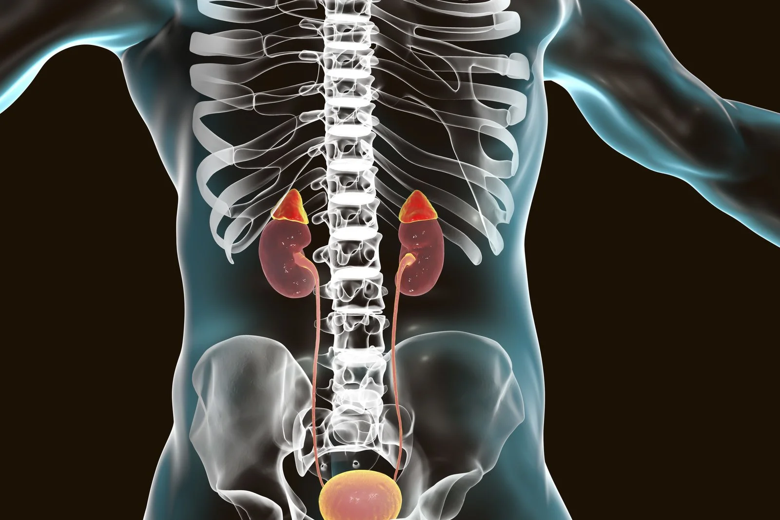 Adrenal Glands And Their Affect On The Body