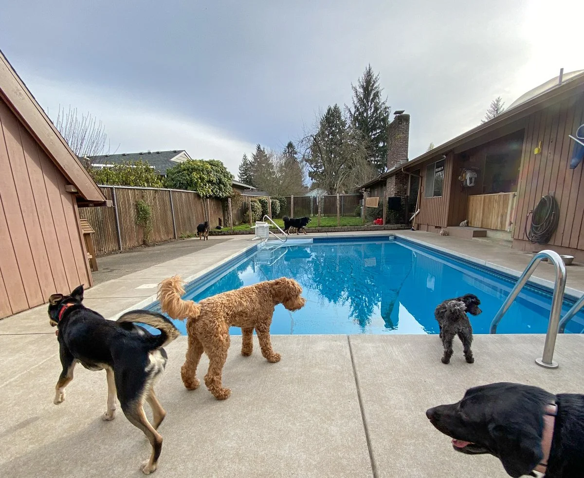 Katy's Dogs Place All Breeds Dog Daycare & Boarding