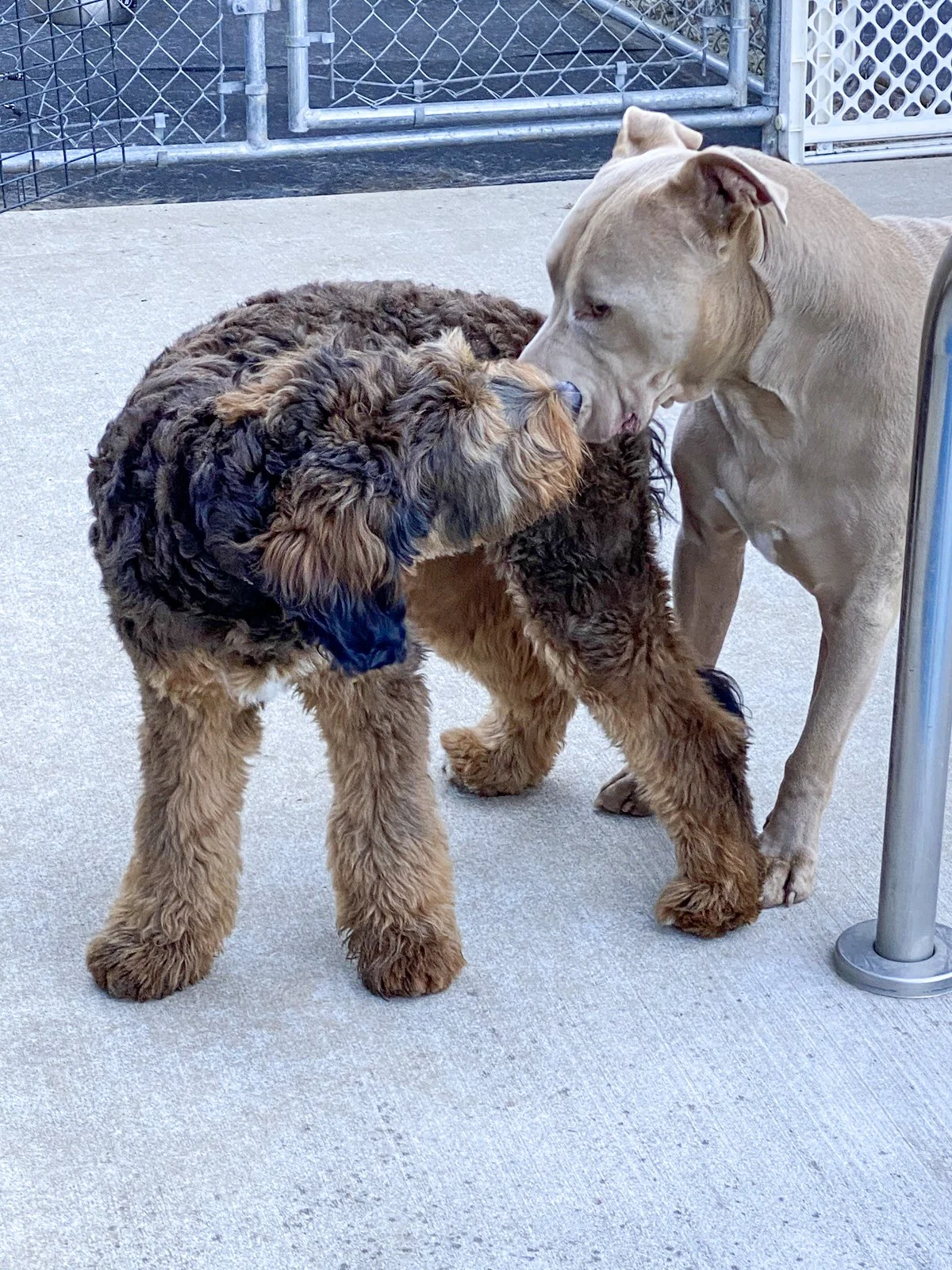 Katy's Dogs Place All Breeds Dog Daycare & Boarding