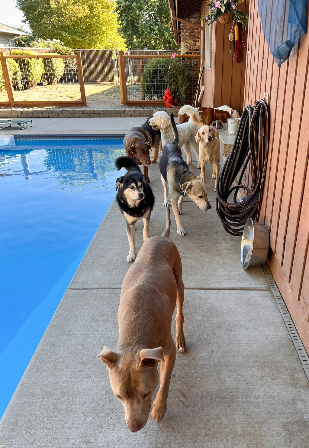 Katy's Dogs Place All Breeds Dog Daycare & Boarding