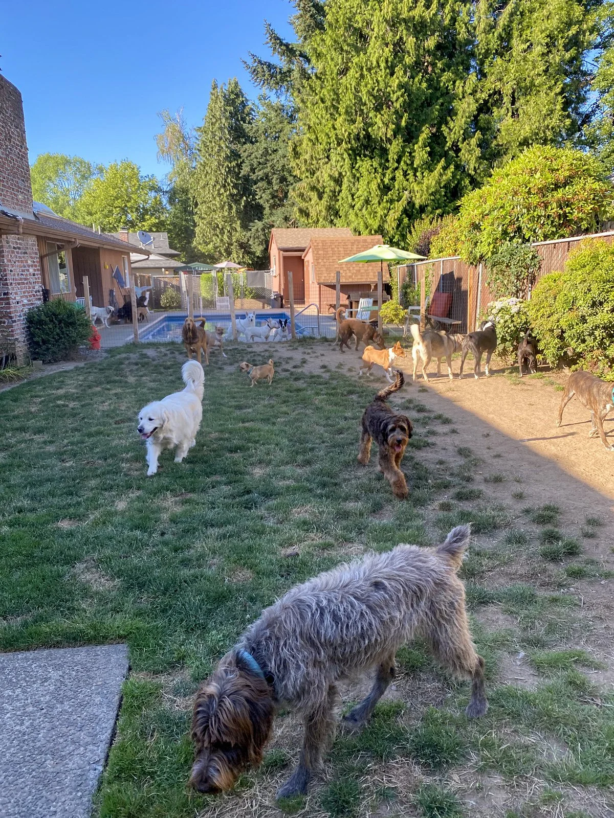 Katy's Dogs Place All Breeds Dog Daycare & Boarding