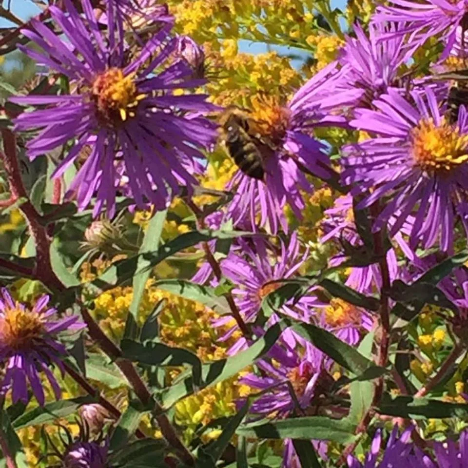 Wise Woman, Modern Midwife: Herbal Medicine in Contemporary Midwifery Care
