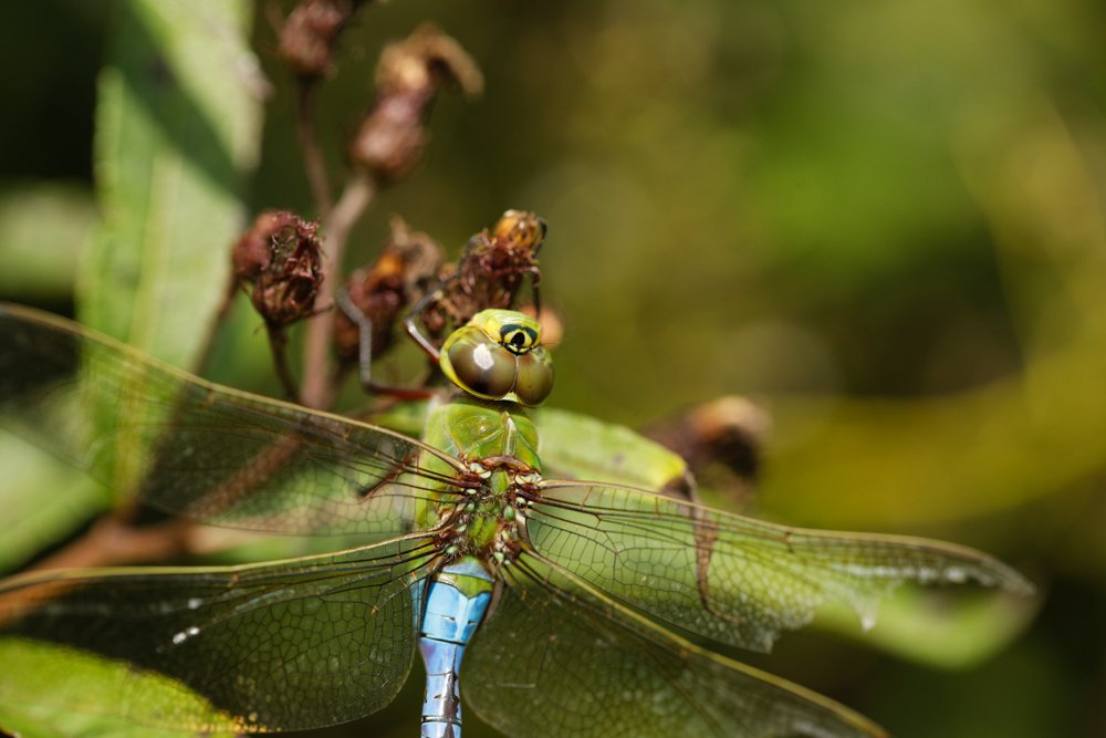 Pints for Pollinators — Gardening for Life Project