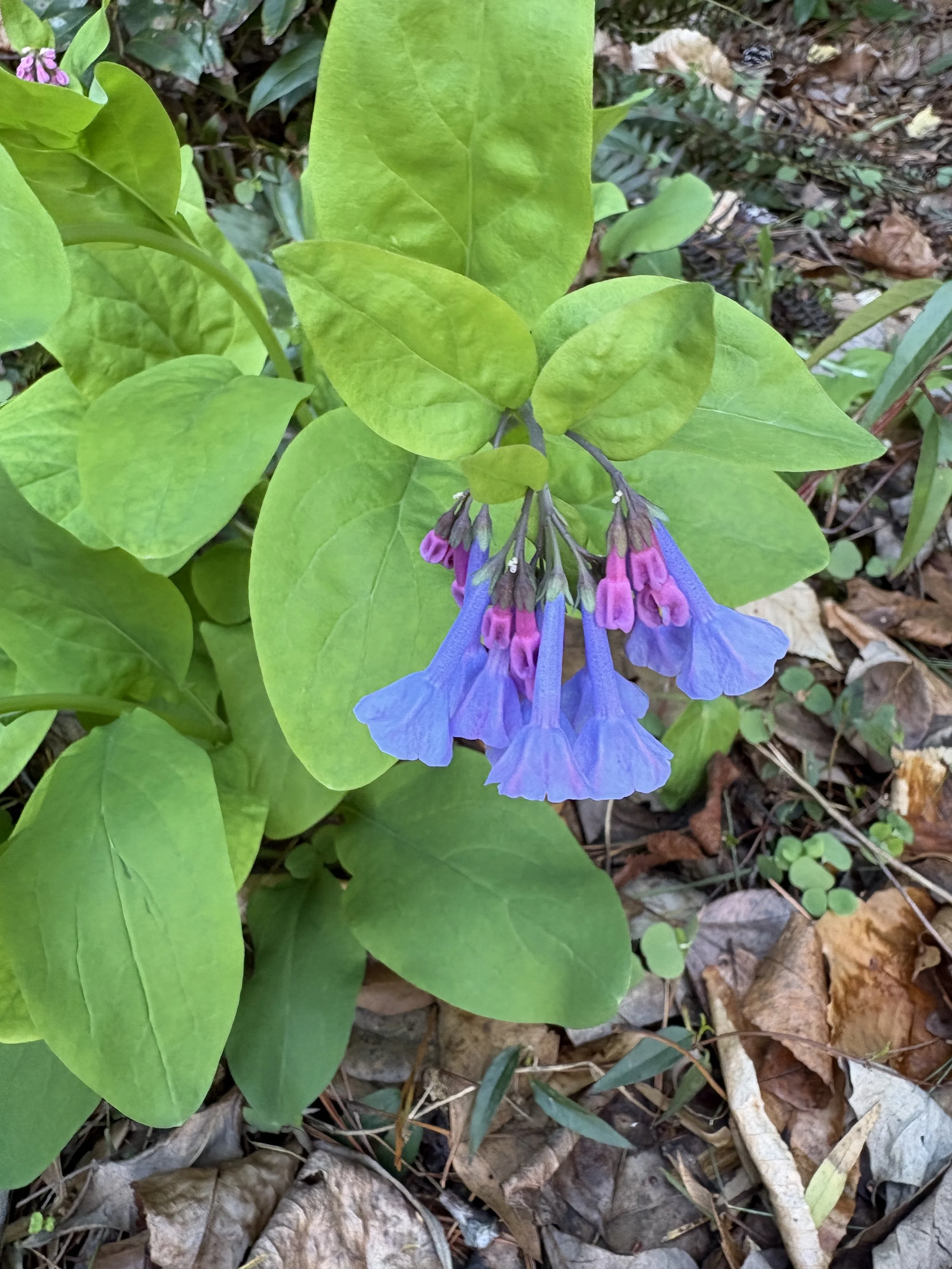 Why Spring Ephemerals &amp; Early Bloomers Matter