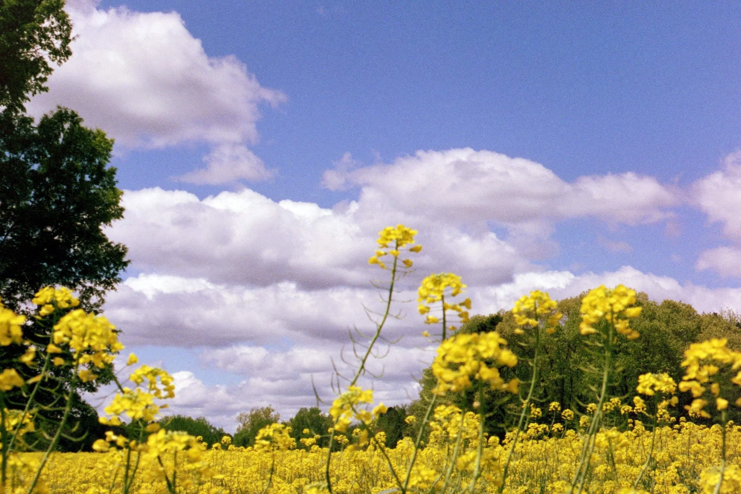 Canola Fever (Bushy Fork, NC | 2019)