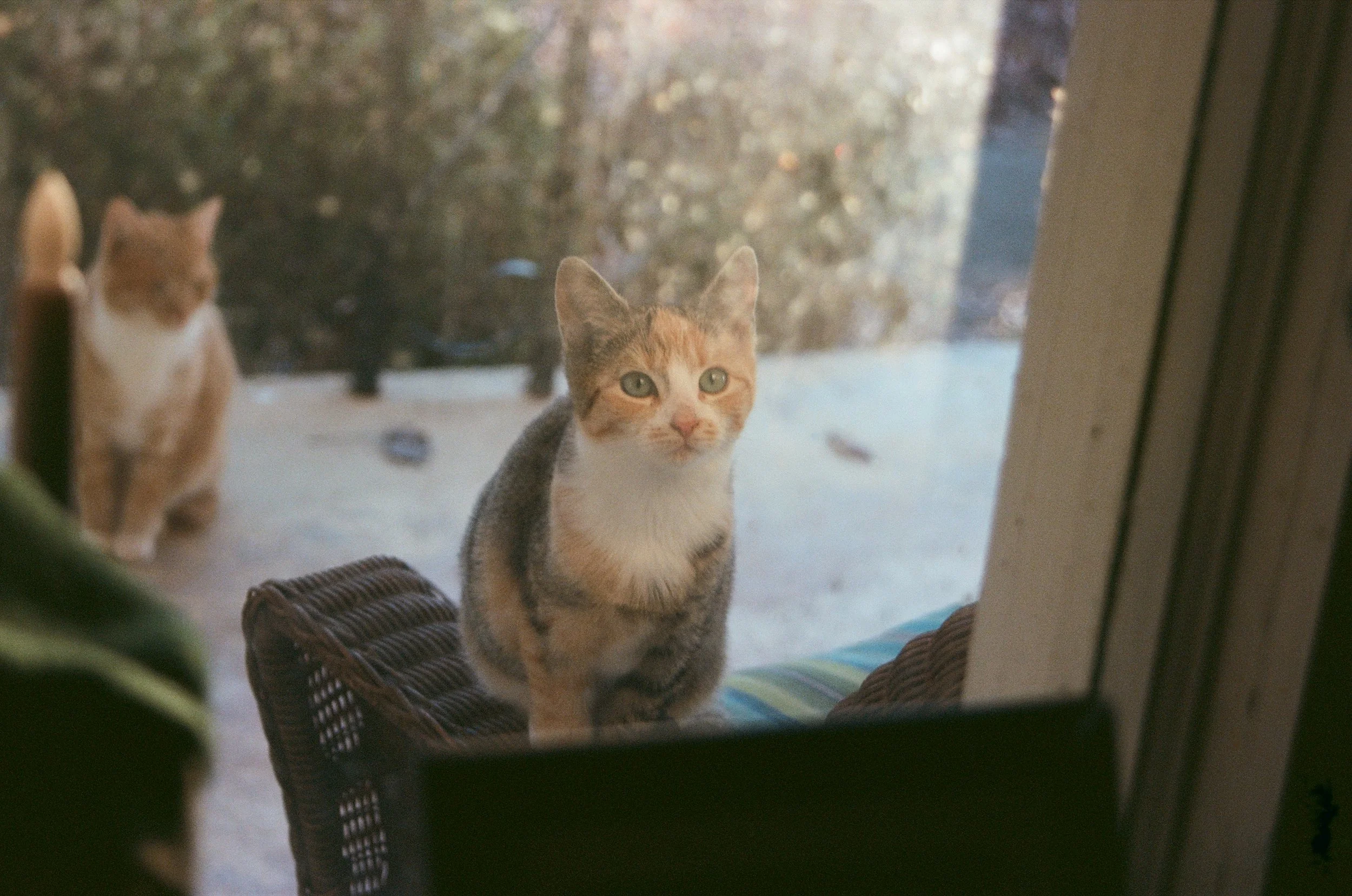 Brownie (Oak Hill, NC | 2021)