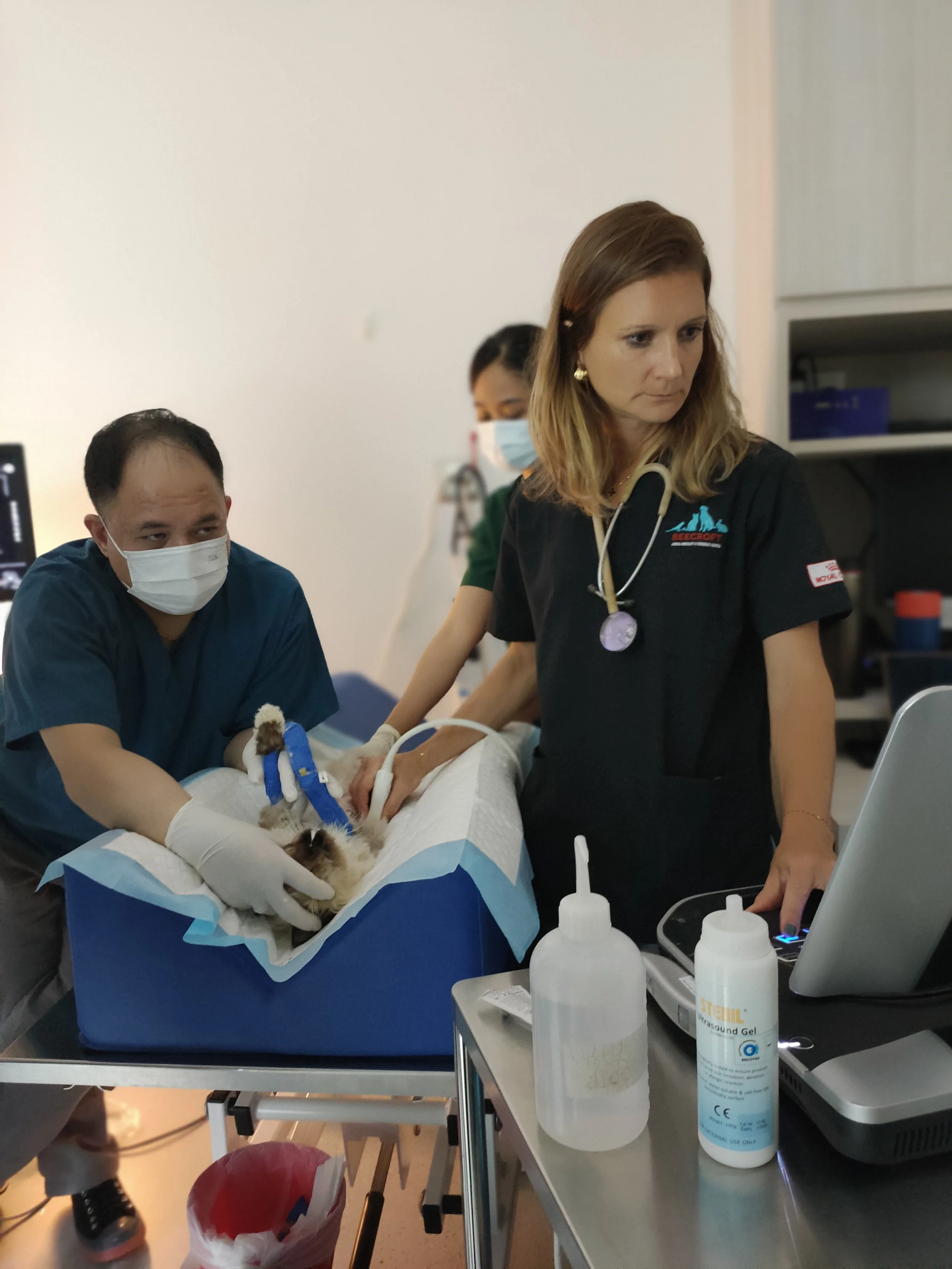 Veterinary Endoscopy & Internal Medicine Specialist for Cats & Dogs