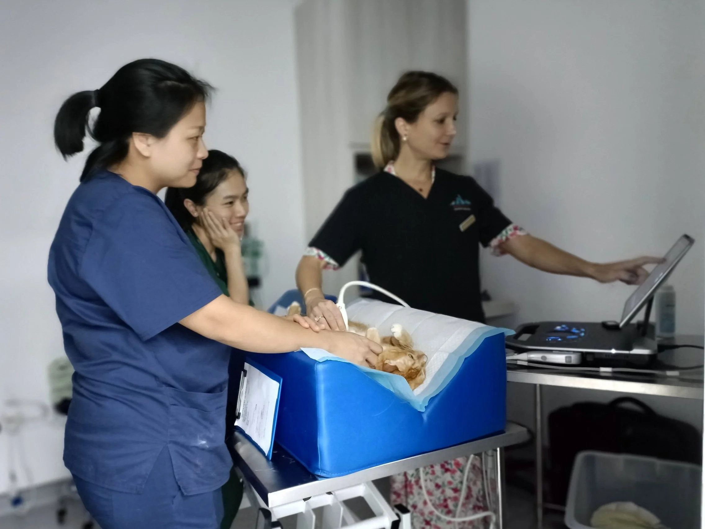 Veterinary Endoscopy & Internal Medicine Specialist for Cats & Dogs — Beecroft Animal Specialists