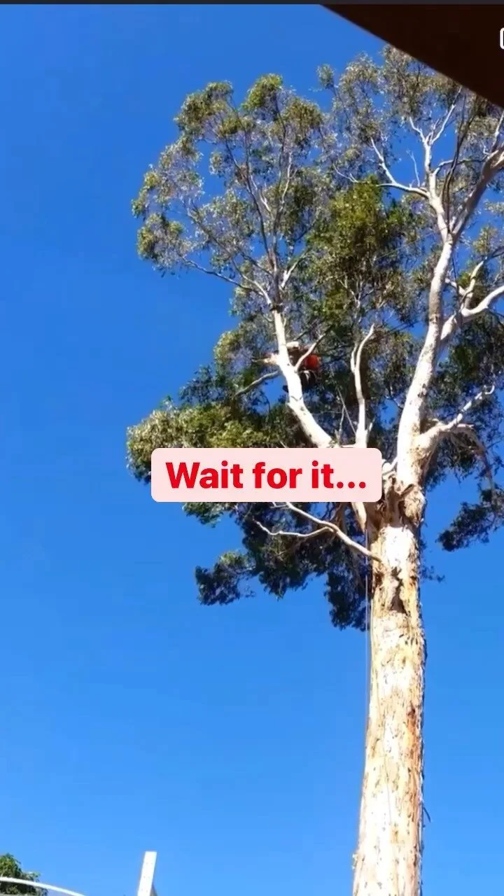 Half Price Tree lopping