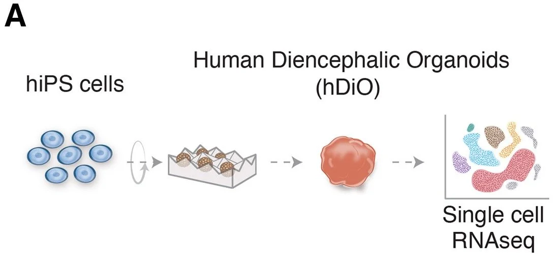 Figure 1A: human induced pluripotent cells differentiated into diencephalic organoids for single-cell RNA sequencing, from Kim et al., Neuron 2024.