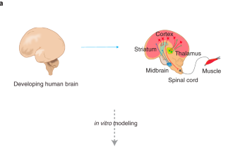 Figure 1a: schematic locating cortex, striatum, thalamus, spinal cord and muscle in the developing human brain, from Miura et al., Nature Protocols 2022.