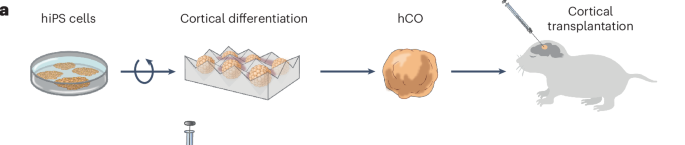 Figure 1a: human iPS cells differentiated into cortical organoids and transplanted into a rodent brain, from Kelley et al., Nature Protocols 2024.