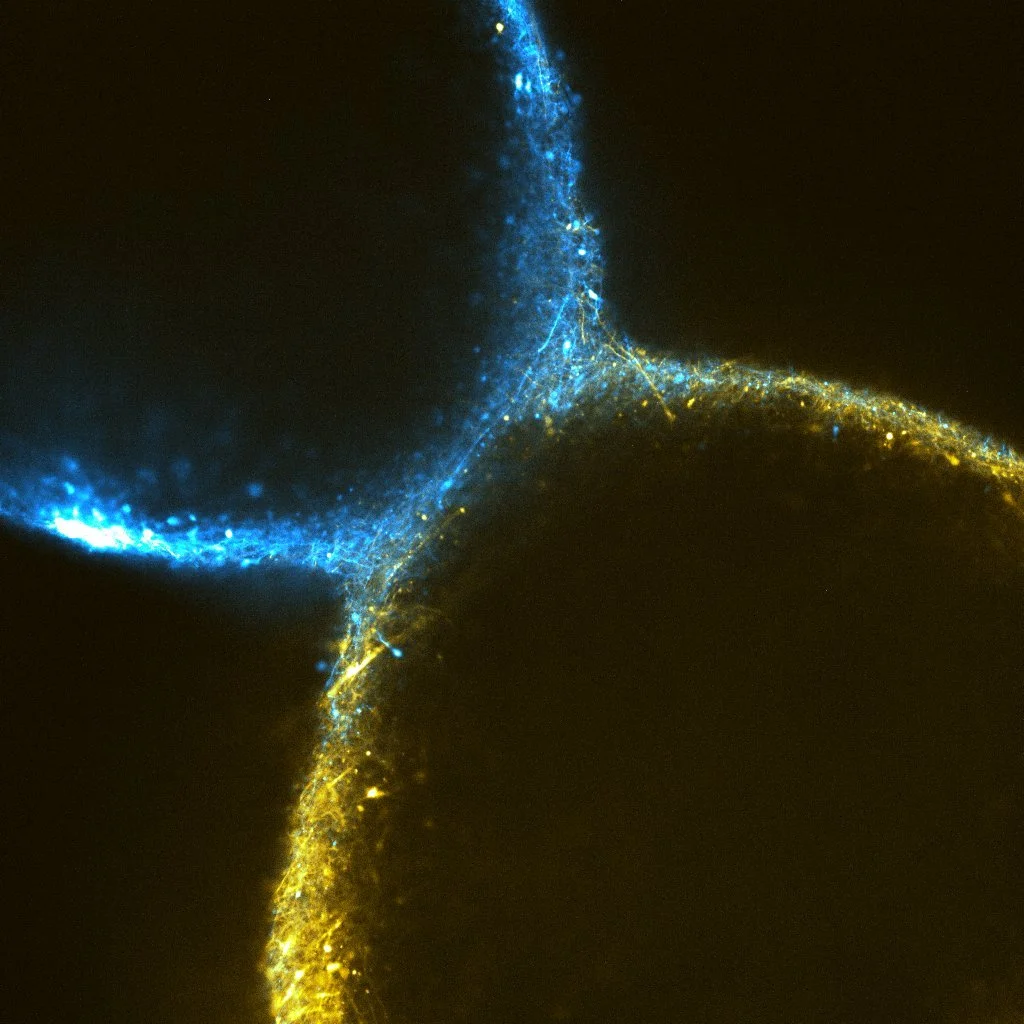 Blue and gold fluorescence in an HCO–DRN assembloid, day 97. Revah Lab.