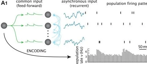 Figure 1A1: schematic of neuronal population encoding and decoding under common and asynchronous input, from Zhang et al., Journal of Neuroscience 2024.