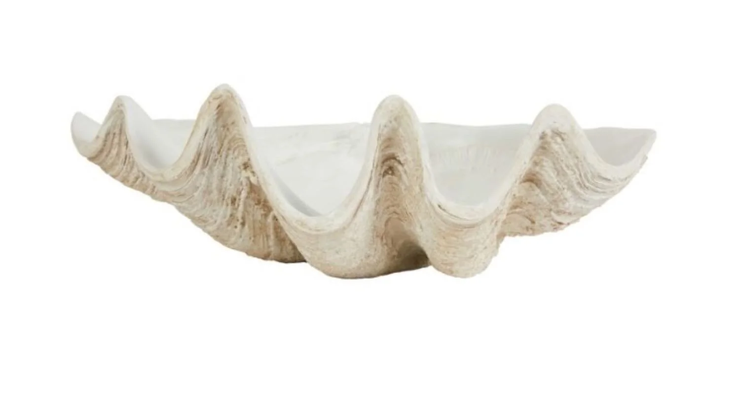 Giant Clam Wishing Well