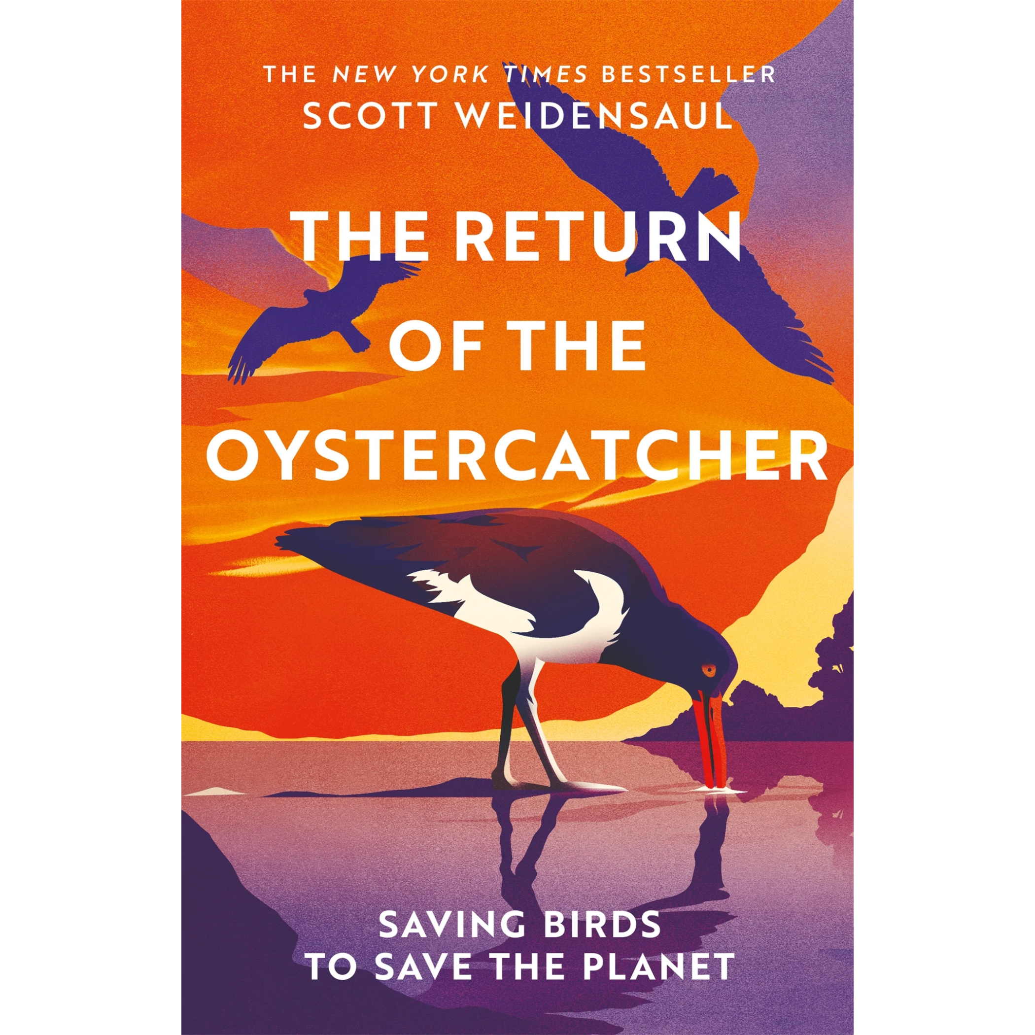 The Return of the Oystercatcher.png