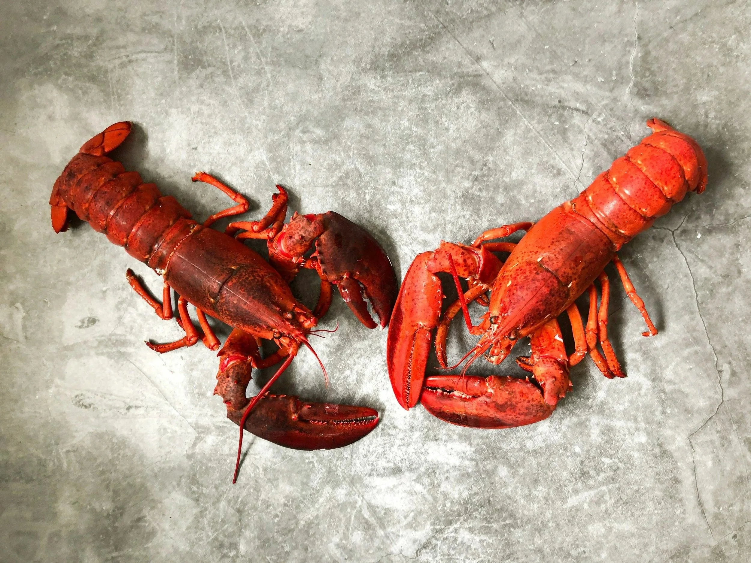 Flakey & Fancy - Lobster Pot Pie with Chef Amy