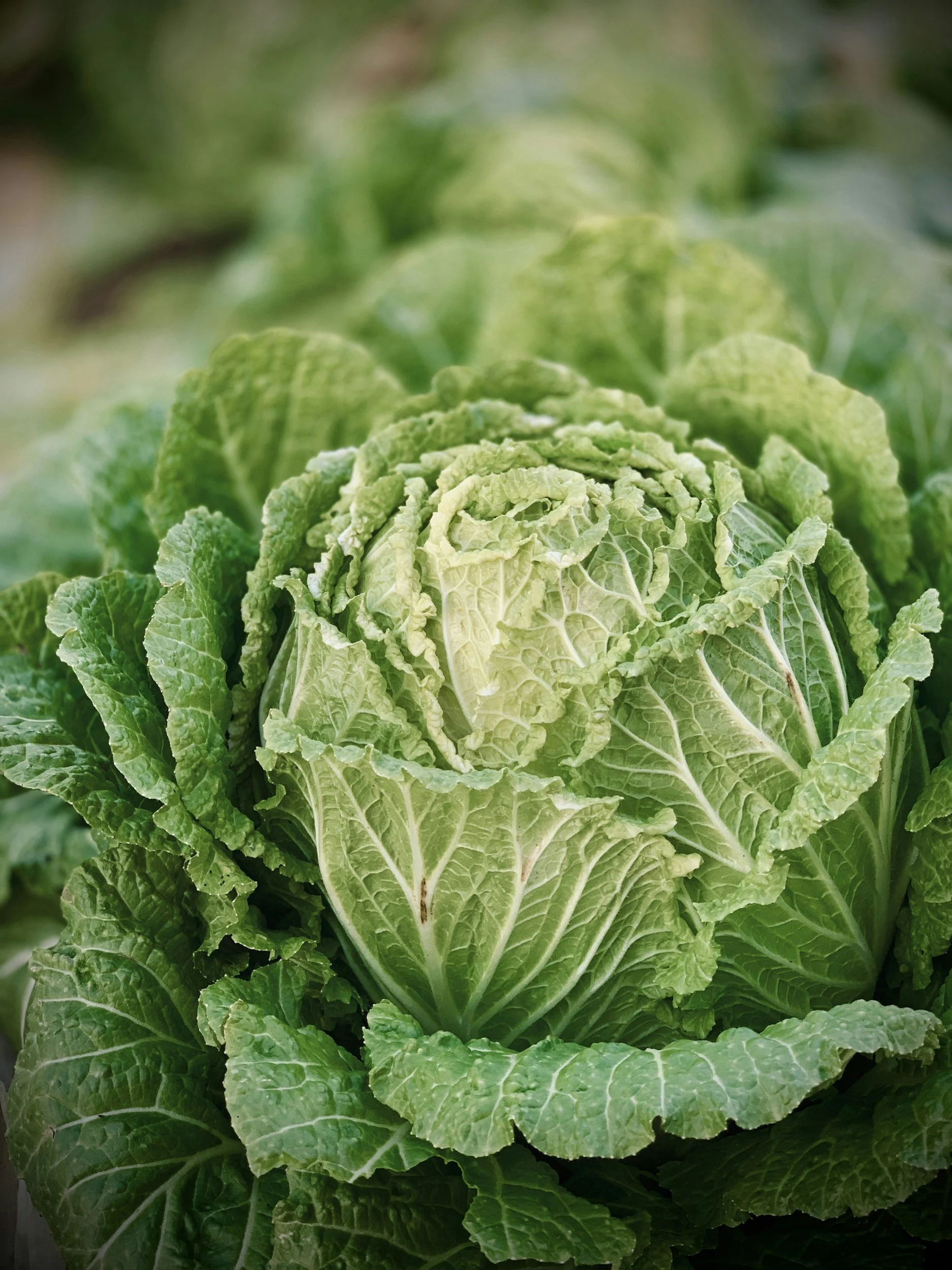 Part 1 of Our Alaska Garden Series - Cabbage with Chef Amy