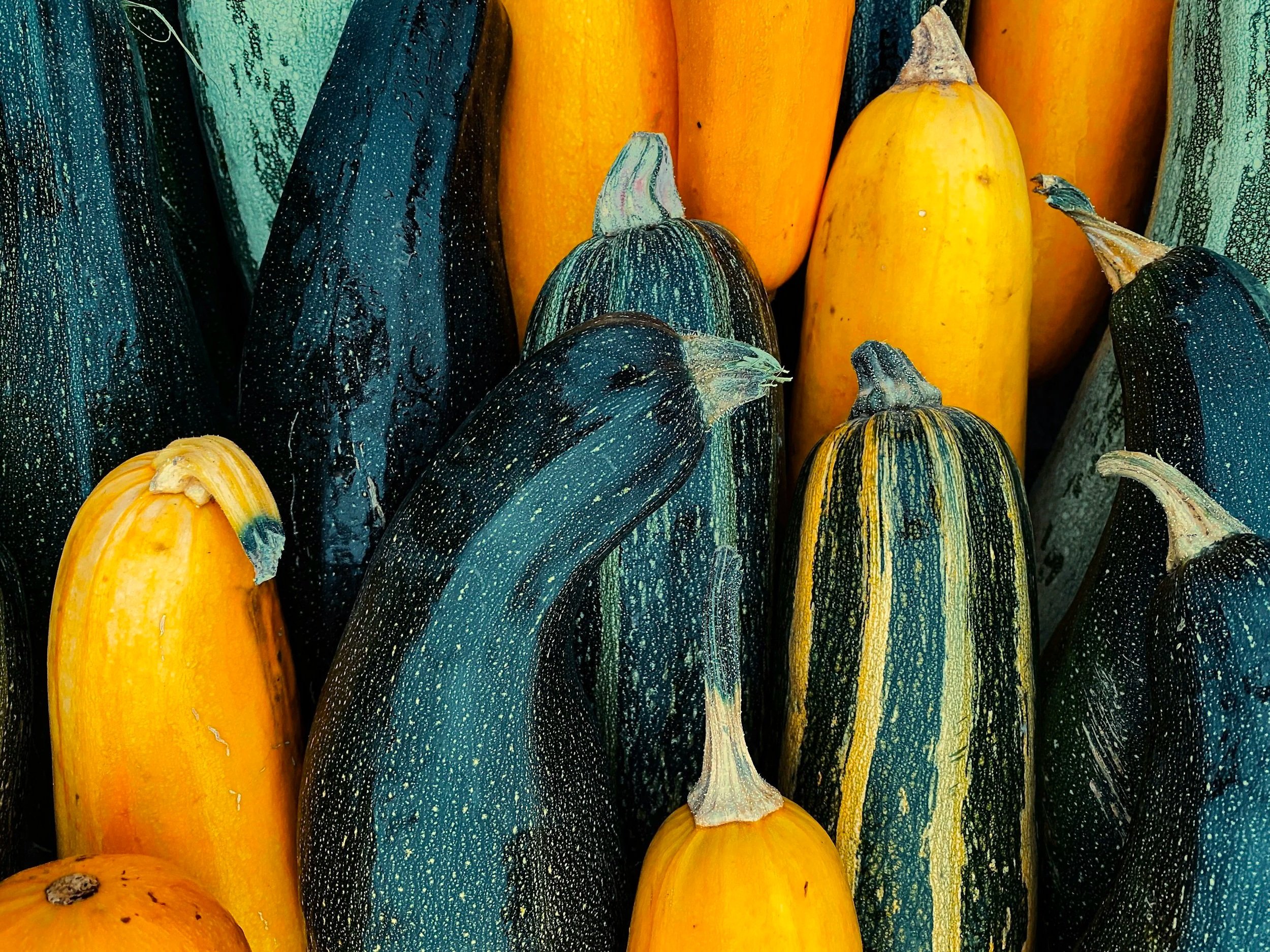 Part 6 of Our Alaska Garden Series - Zucchini with Chef Amy (Vegetarian Friendly)