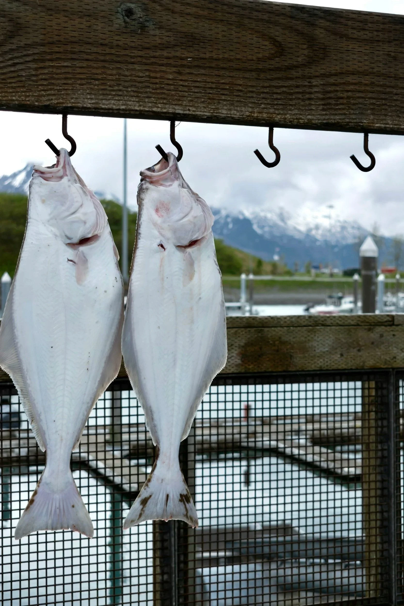 Part 4 of Our Alaska Garden Series - Halibut with Chef Amy