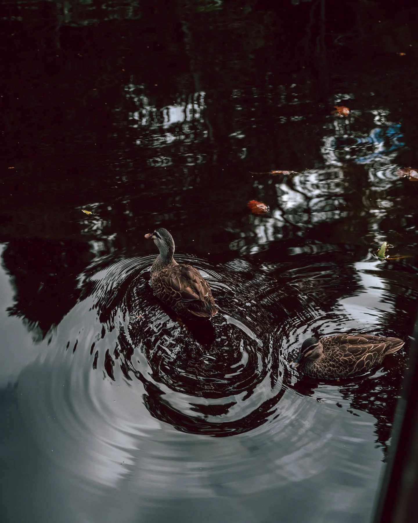 Crisp air, rust-colored leaves floating on the water, and ducks gliding through, leaving ripples instead of footprints —autumn is full of little scenes that stop you in your tracks. 
#autumnwalks #duckwatching #rustleaves #fallcolors #crispair