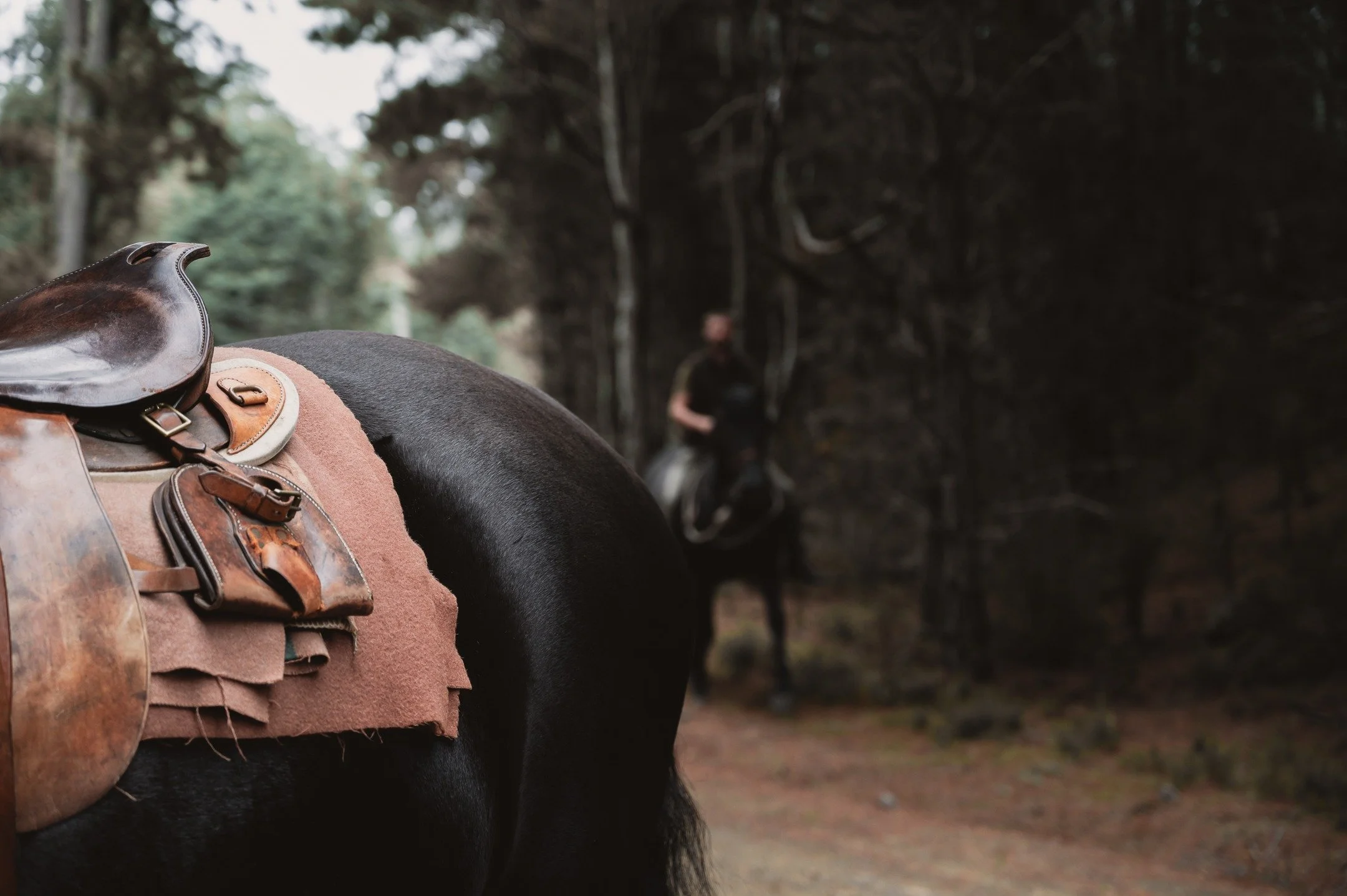 Thank you @kingsleydowns for giving me an excuse to combine two of my true loves, horses and photography! The beauty and the passion of you and your stunning Warlander horses was incredibly special, there's a very real magic to be found where horses