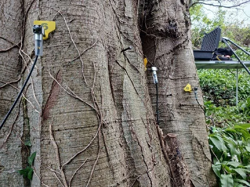 Sonic Tree Tomography Ireland