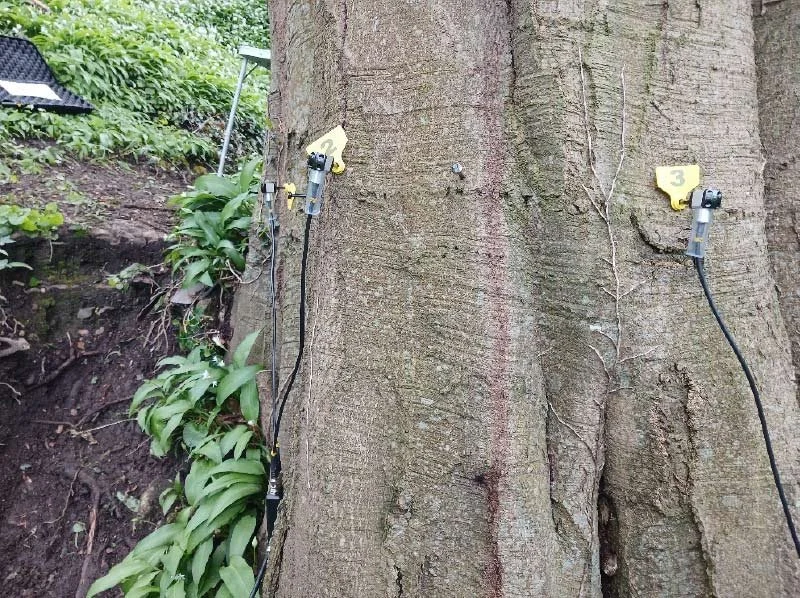 Sonic Tree Tomography