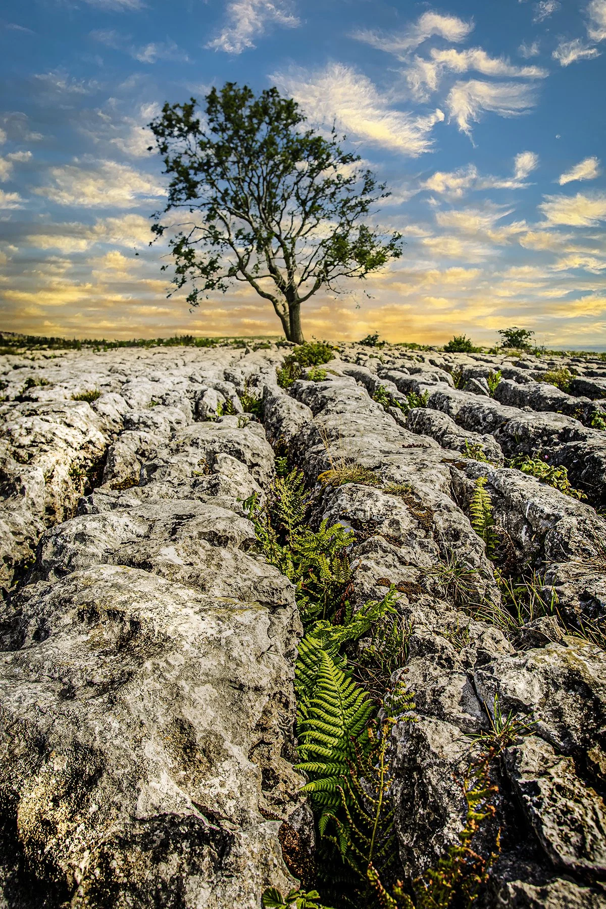 Photo by Kim Stone, Malham Cove, A solitary tree in a dry, cracked landscape under a partly cloudy sky at sunset.