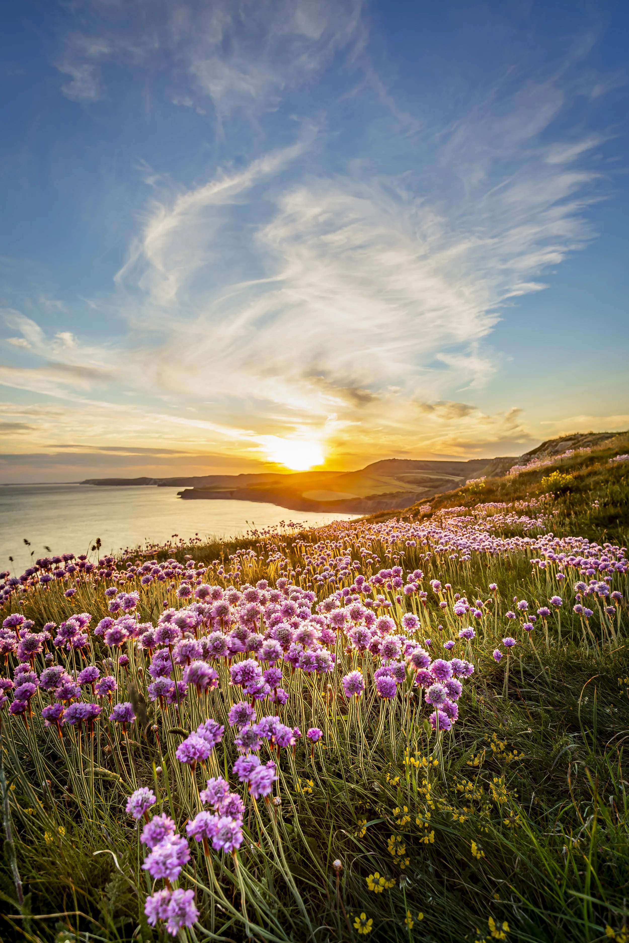 Sunset over a coastal landscape with a field of purple wildflowers.