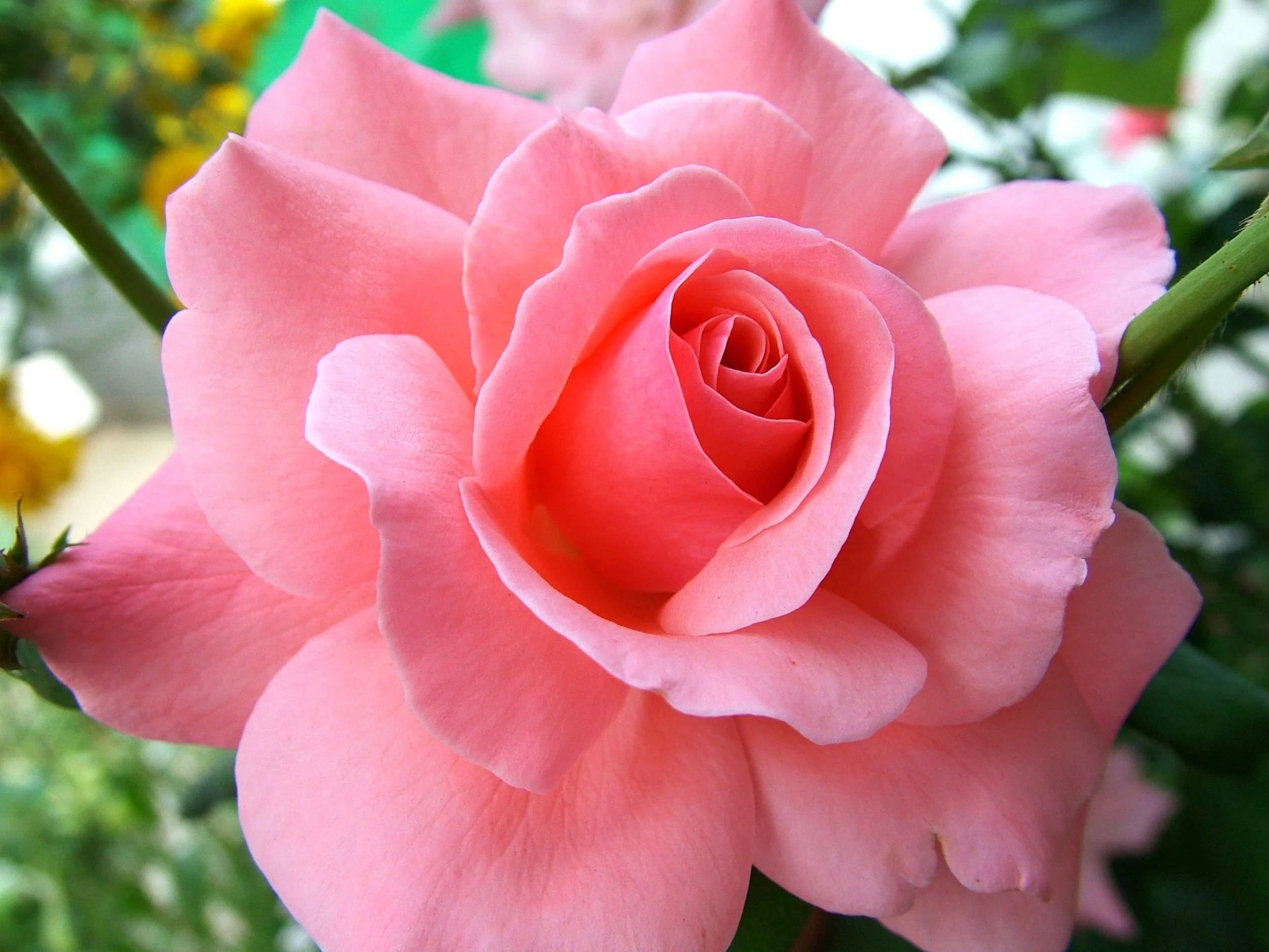 Inner Peace &amp; Outer Radiance - A Face Yoga Workshop