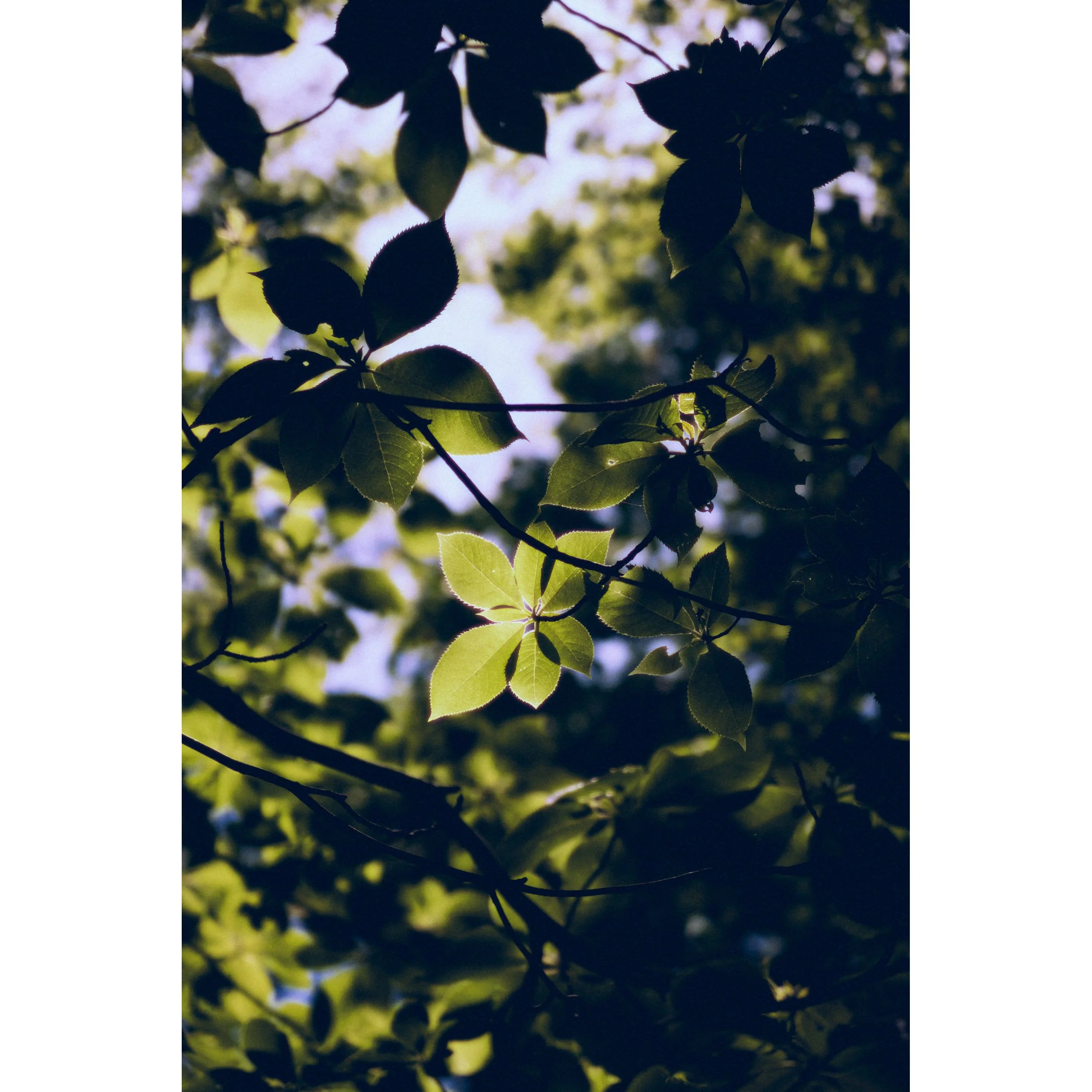 新緑の美しさ　Beauty of Fresh Green