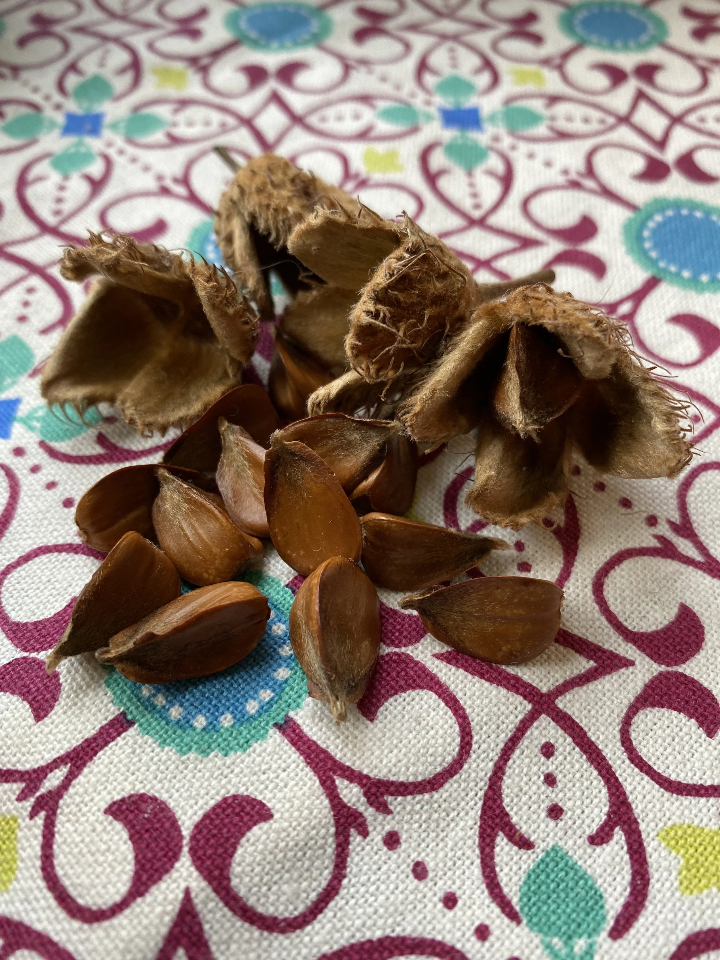 Ireland’s Beechnut Bonanza