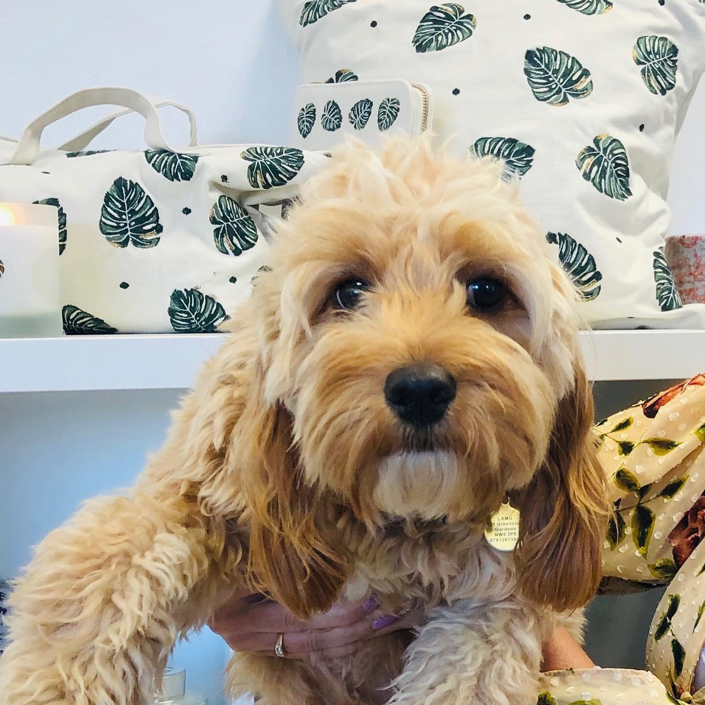 Had such a great day strategising with the @elizabethscarlett team- but it was this face that really made the day. Thanks for being so welcoming @ladylamu ! ❤️🐶