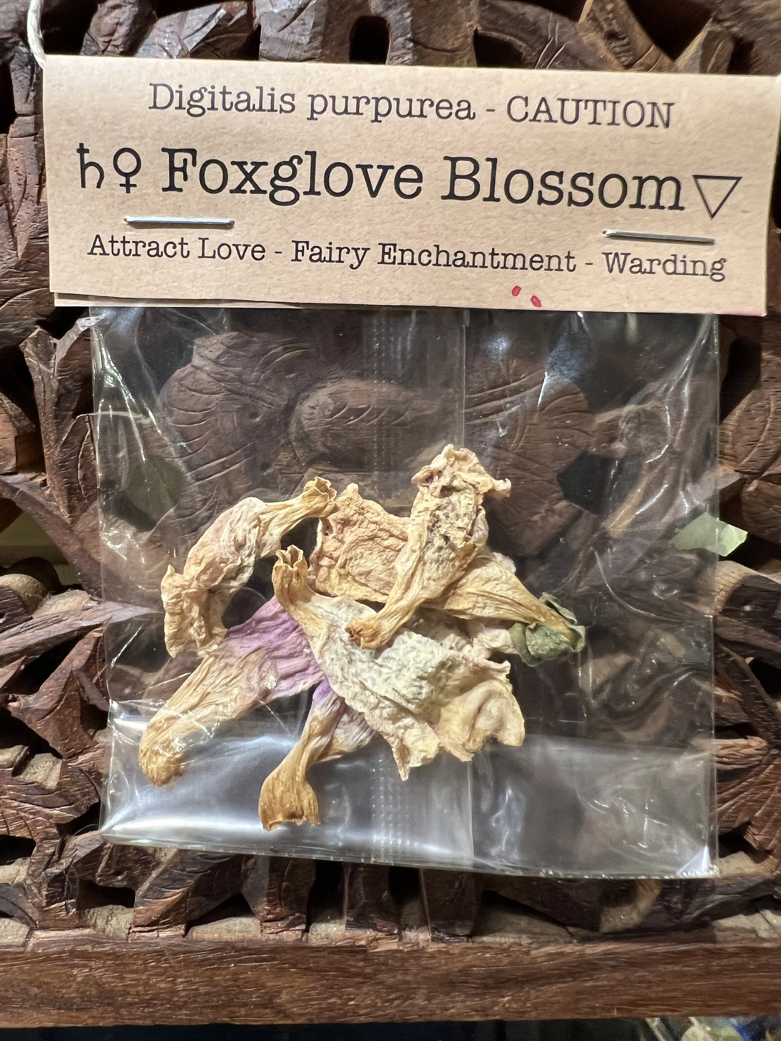 Foxgloom Blossom.JPG