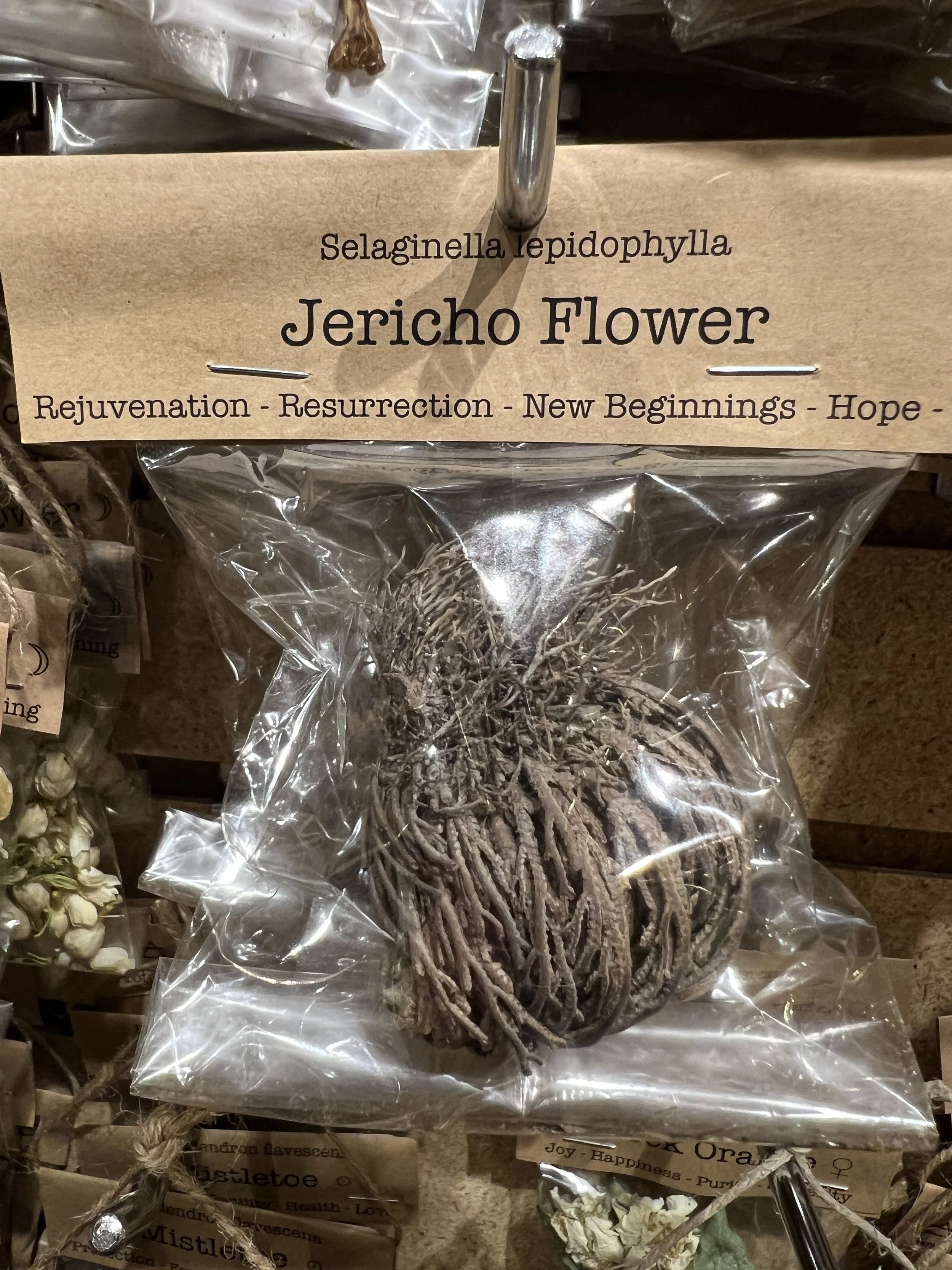 Jericho Flower Small.JPG