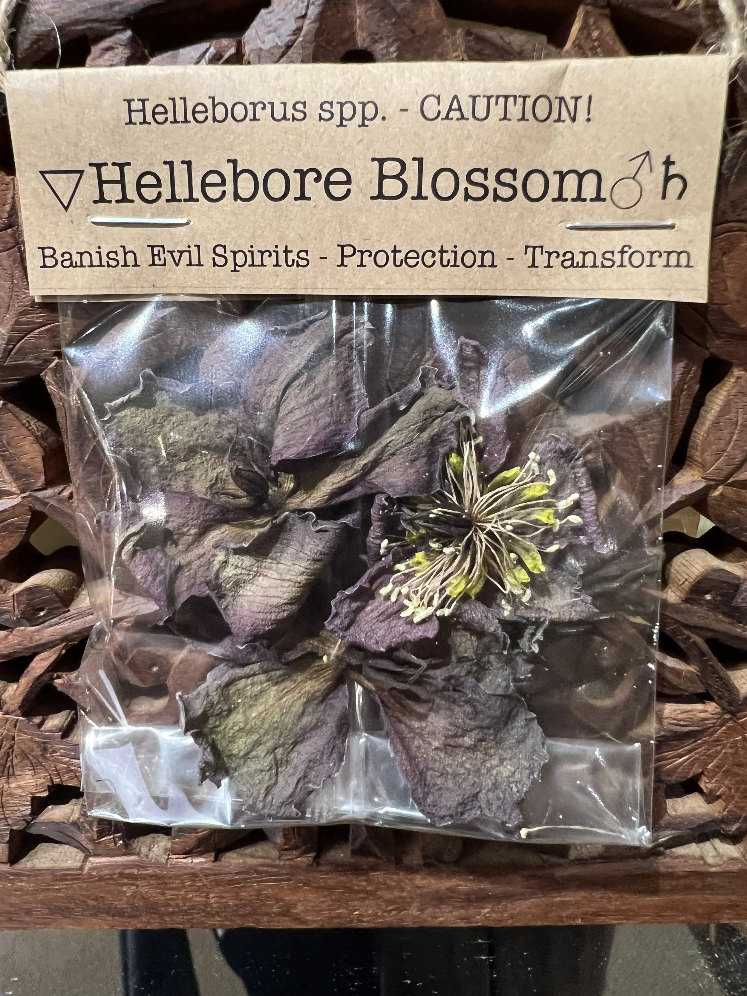 Hellebore Blossom.JPG
