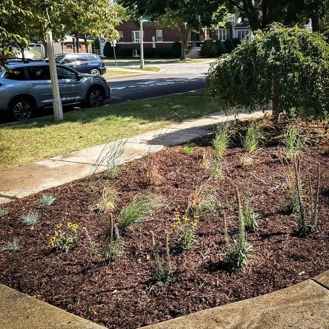 Oak Park front yard transformed with native prairie planting and curved garden bed design.
