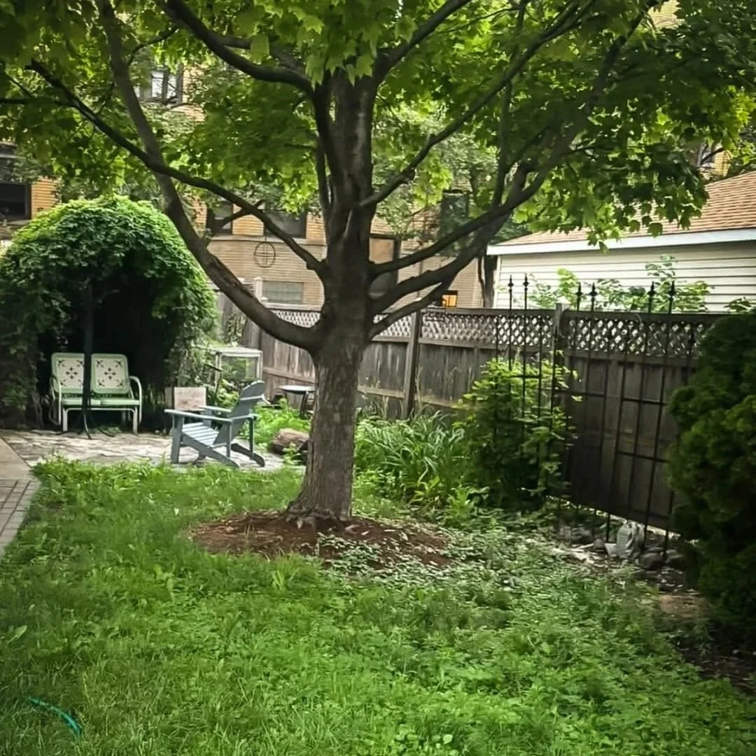 Oak Park backyard with lawn and sparse planting under mature tree before garden redesign.