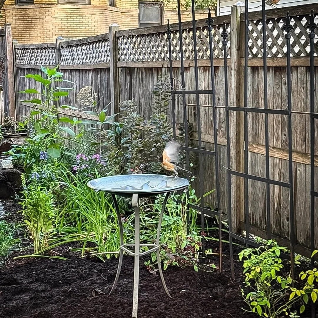 Oak Park backyard transformed with layered native shade planting along fence and bird habitat.