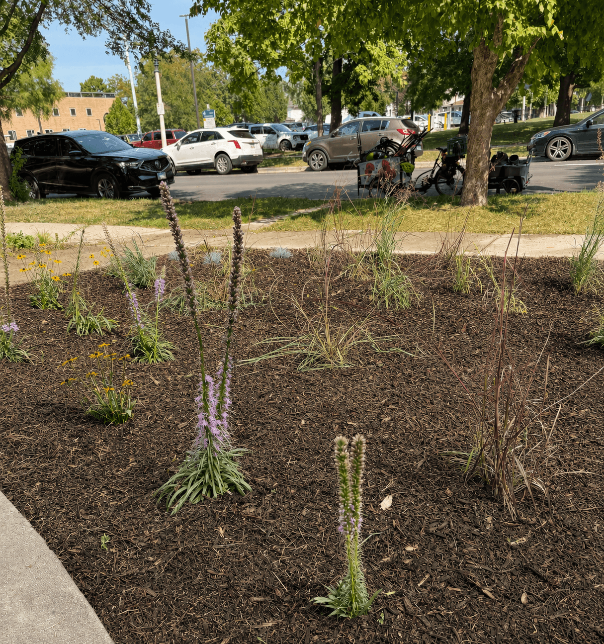 Fresh install day: turf removed and the first wave of native plantings settling in.