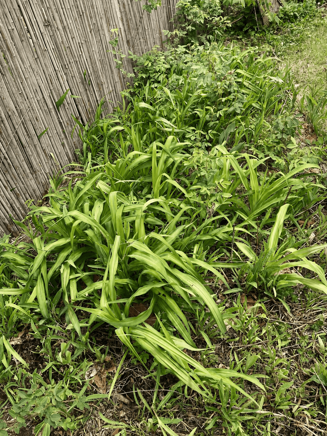 The backyard had existing plant life worth saving, but it needed editing, weeding, and a clearer plan.